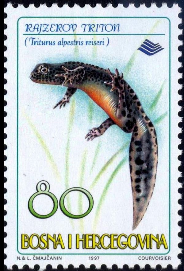 Eastern Alpine Newt (Triturus alpestris reiseri)