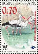 White Stork (Ciconia ciconia)