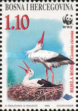 White Stork (Ciconia ciconia)