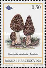 Morchella esculenta