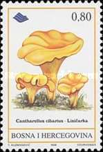 Cantharellus cibarius