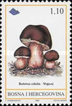Cep (Boletus edulis)