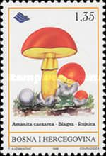 Amanita caesarea