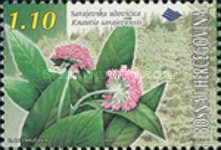 Knautia sarajevensis
