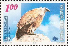 Griffon Vulture (Gyps fulvus)