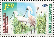 Eurasian Spoonbill (Platalea leucorodia)