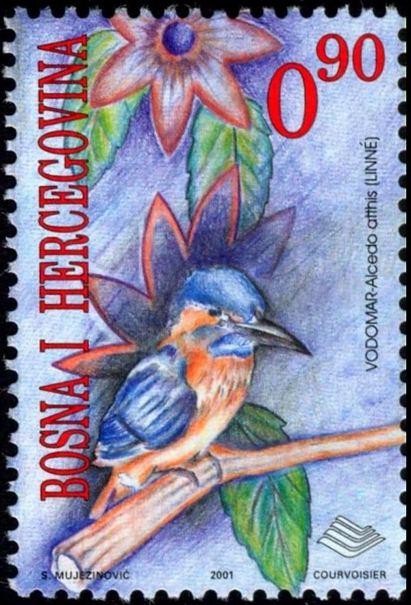 Common Kingfisher (Alcedo atthis)