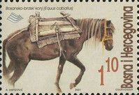 Bosnian Mountain Horse (Equus ferus caballus)