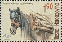 Bosnian Mountain Horse (Equus ferus caballus)