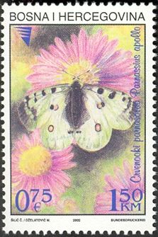 Apollo (Parnassius apollo)