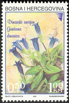 Gentiana dinarica