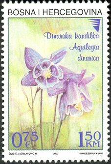 Aquilegia dinarica