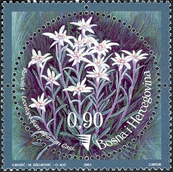 Edelweiss (Leontopodium alpinum)