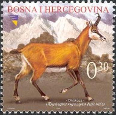 Balkan Chamois (Rupicapra rupicapra balcanica)