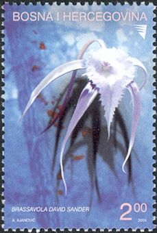Rhynchovola David Sander (syn.Brassavola David Sander)