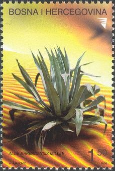 Flora - Cactus - Aloe barbadensis Miller