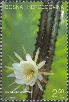 Saguaro (Carnigiea gigantea)