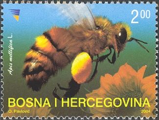 Honey Bee (Apis mellifica)