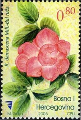 Rosa damascena Milli