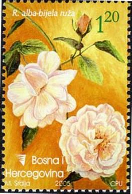 R. Alba