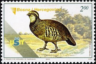 Rock Partridge (Alectoris graeca)