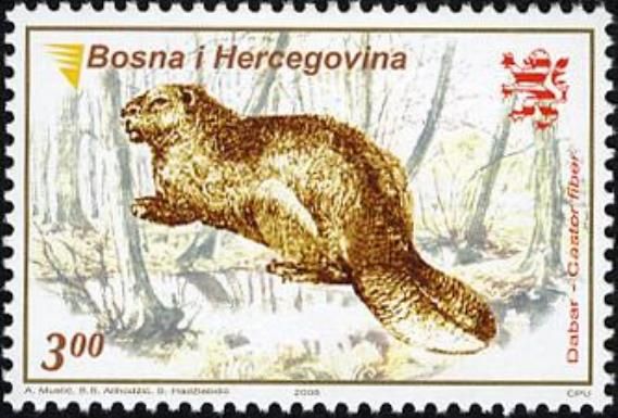 Eurasian Beaver (Castor fiber)