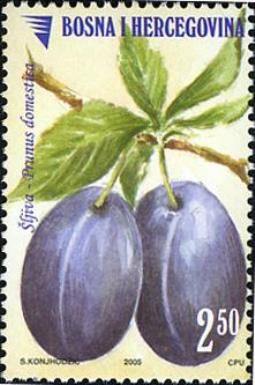 Plum (Prunus domestica)