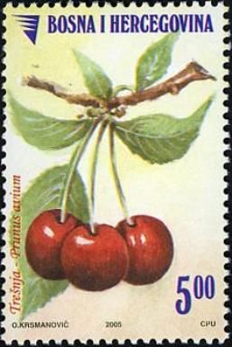 Prunus avium
