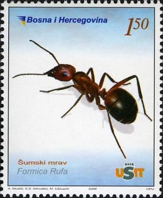 Red Wood Ant (Formica rufa)