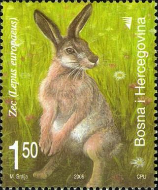 European Hare (Lepus europaeus)