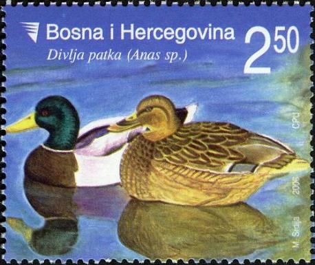 Mallard (Anas platyrhynchos)