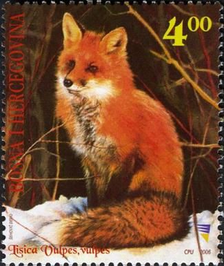 Red Fox (Vulpes vulpes)