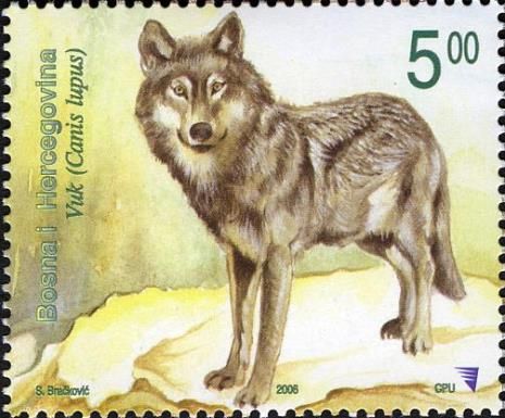 Wolf (Canis lupus)