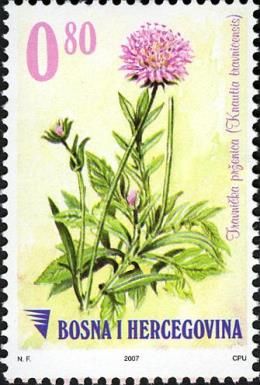 Knautia travnicensis