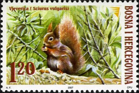Eurasian Red Squirrel (Sciurus vulgaris)