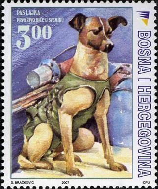 West Siberian Laika (Canis lupus familiaris)