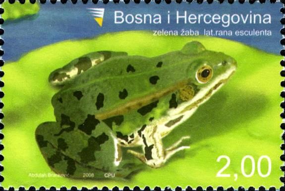Green Frog (Rana esculenta)