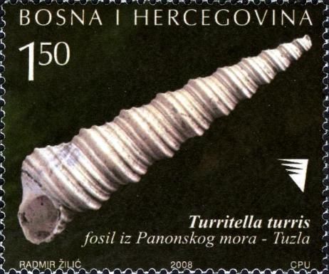 Tower Snail (Turritella turris)