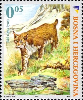 Eurasian Lynx (Lynx lynx)