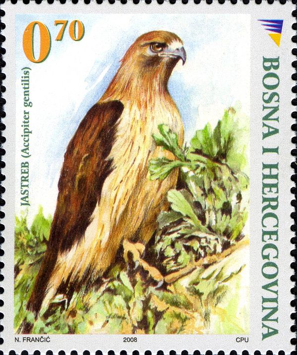 Northern Goshawk (Accipiter gentilis)