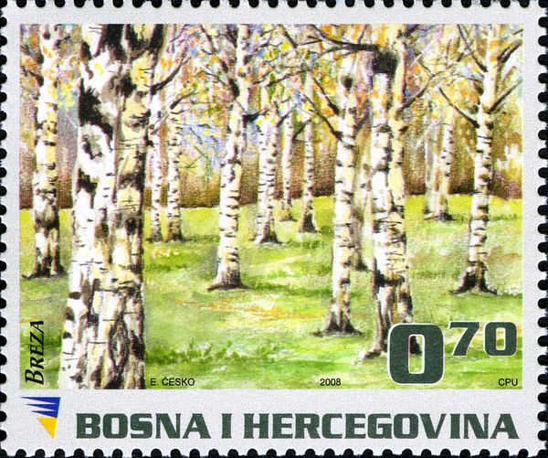 Birch forest