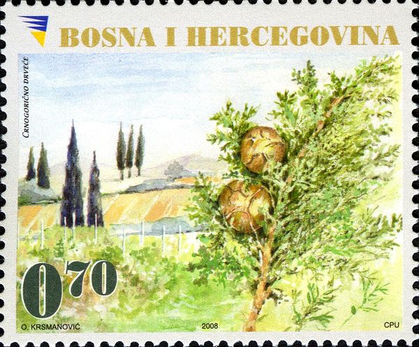 Cypresses