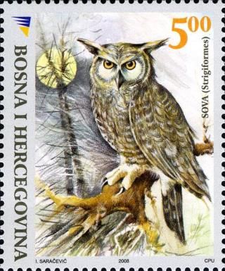 Long-eared Owl (Asio otus)