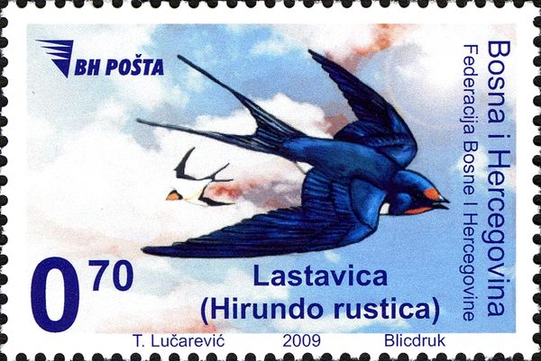 Barn Swallow (Hirundo rustica)