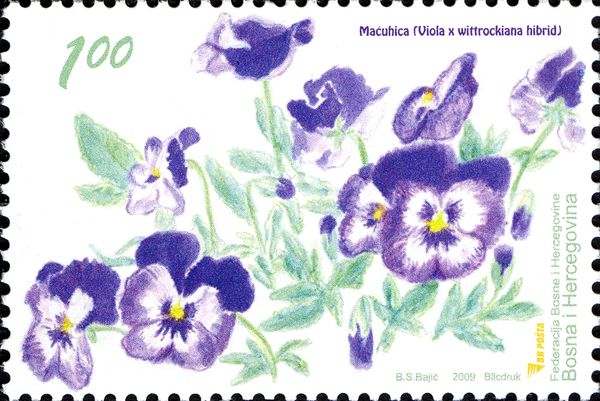 Viola hybrid (Maćuhica)