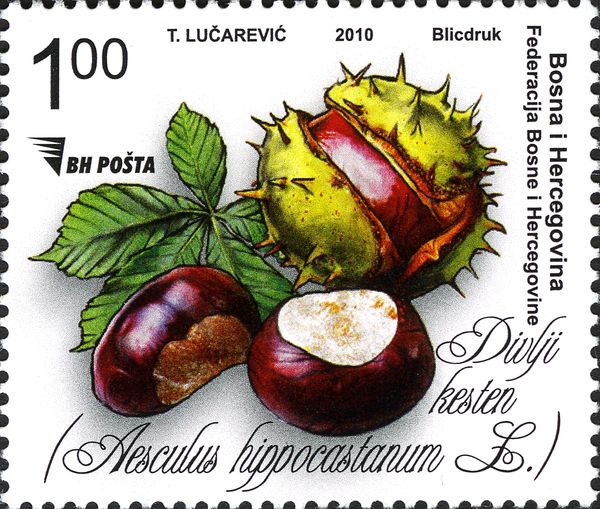 European chestnut (Aesculus hippocastanum)