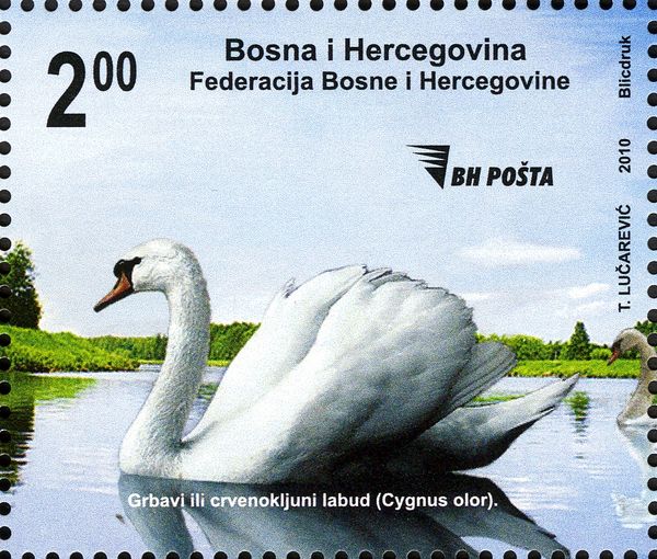 Mute Swan (Cygnus olor)