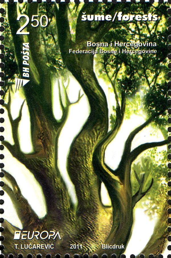 Forest 1
