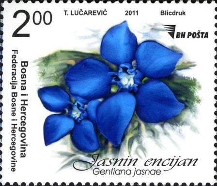 Jasna's Gentian (Gentiana jasnae)