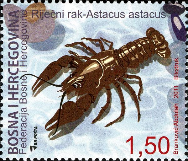 Noble Crayfish (Astacus astacus)